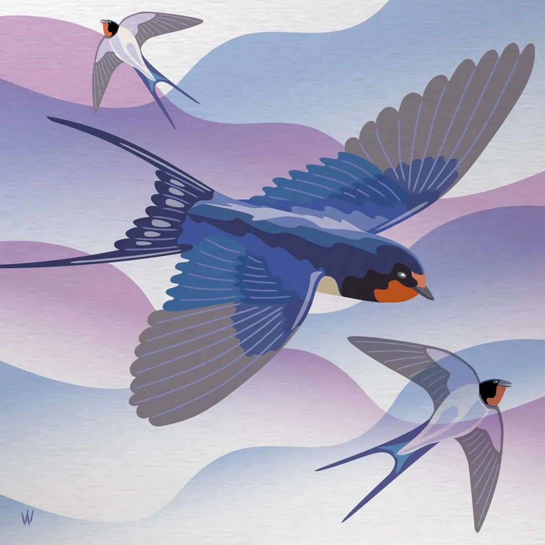 Barn Swallow Fun