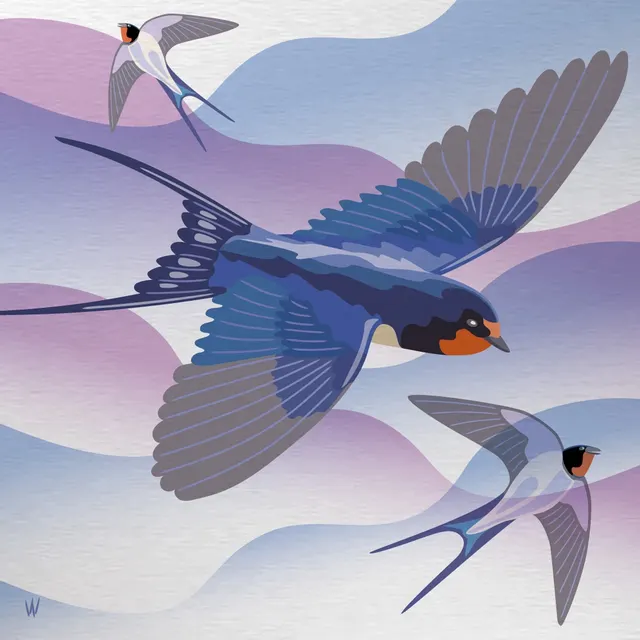 Barn Swallow Fun