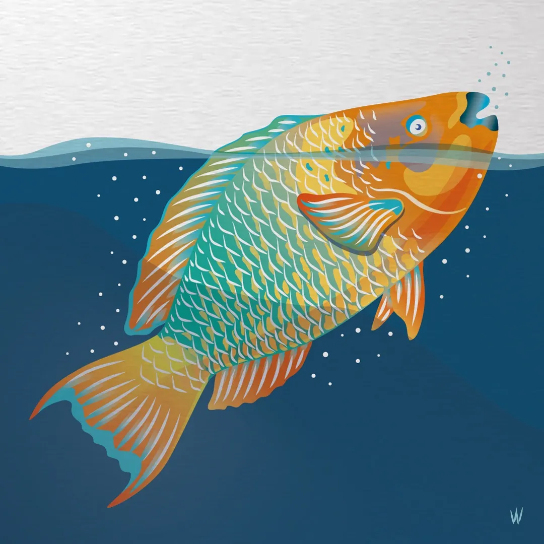 Rainbow Parrot Fish