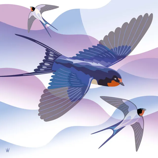 Barn Swallow Fun