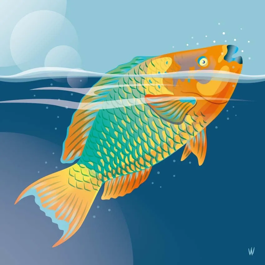 Rainbow Parrotfish — Wijnand Vlok, digitale illustratie, fine art print
