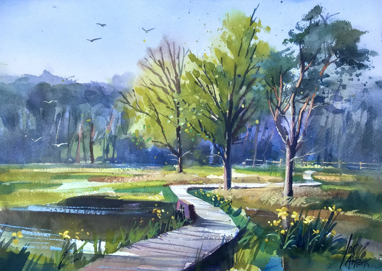 Rozenven aquarel — Jos Antens, aquarel