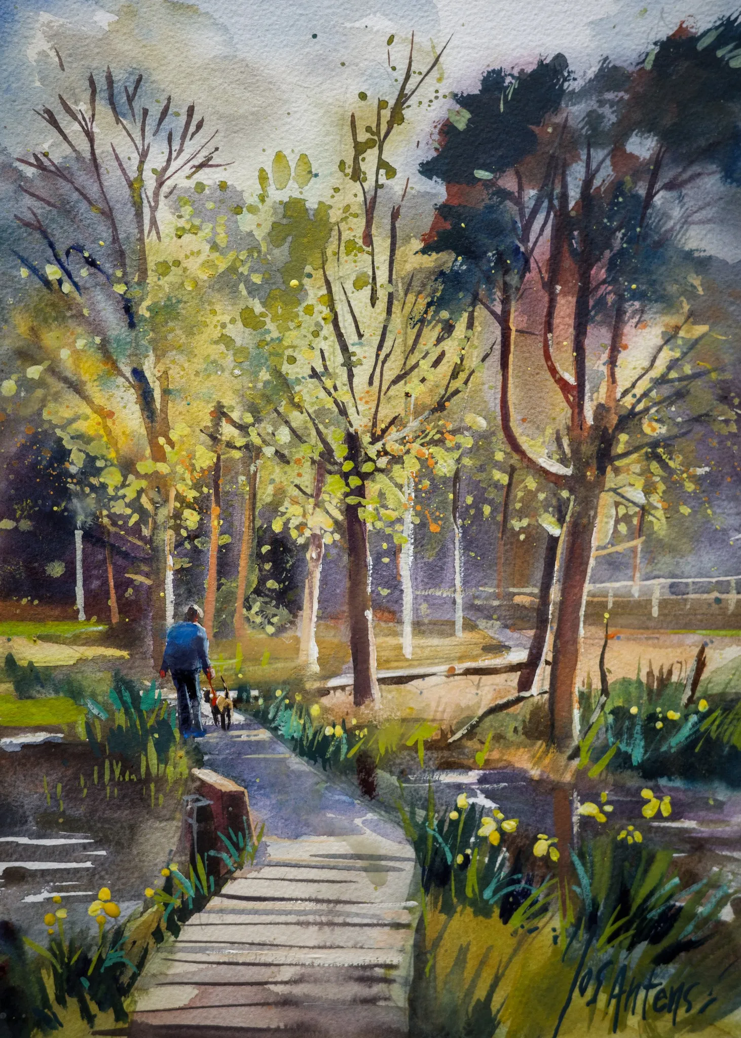 Rozenven in waterverf — Jos Antens, aquarel