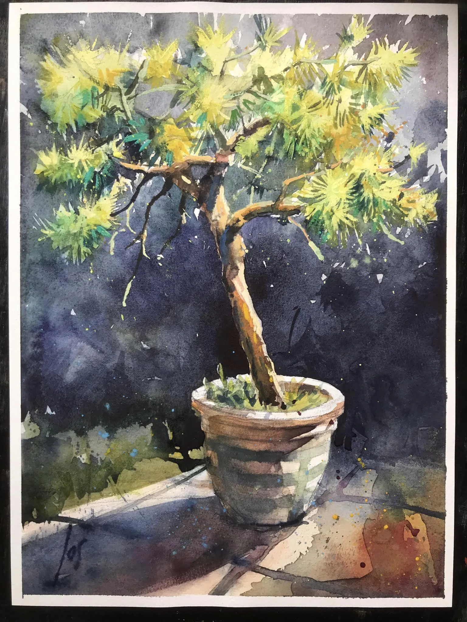 bonsaiboompje — Jos Antens, aquarel