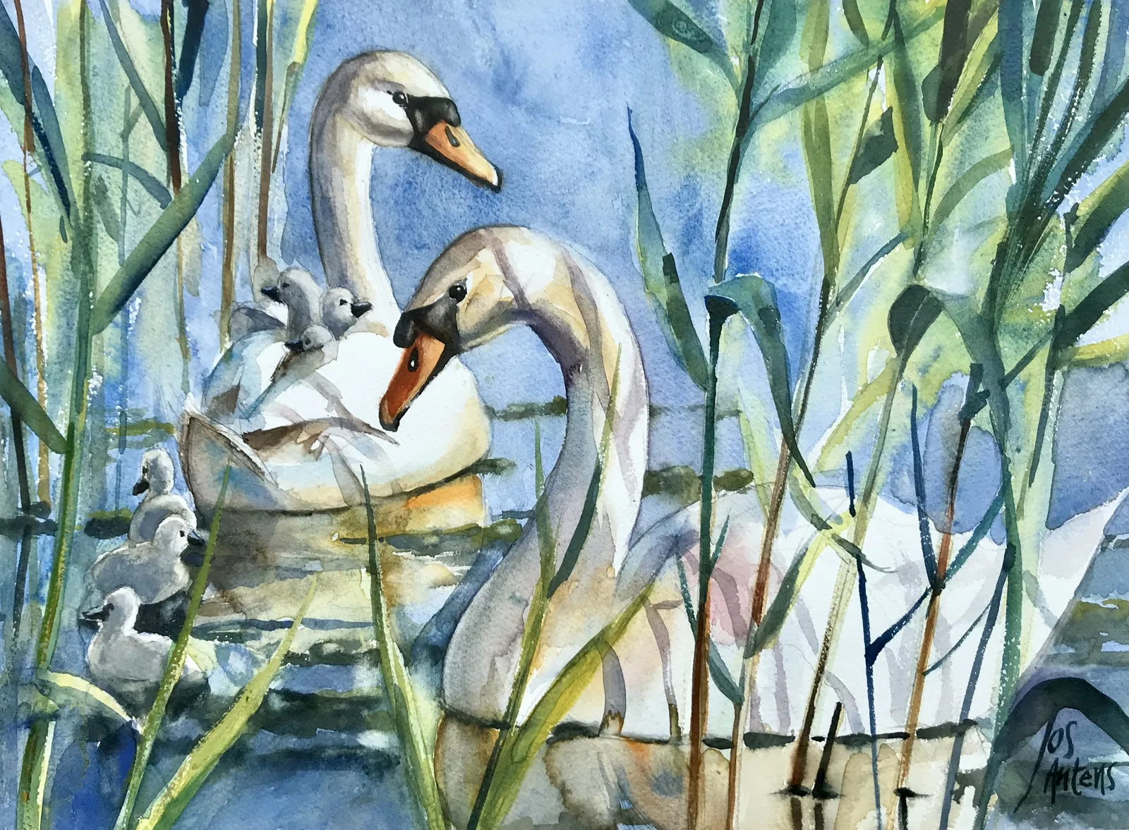 zwanenmeer — Jos Antens, aquarel
