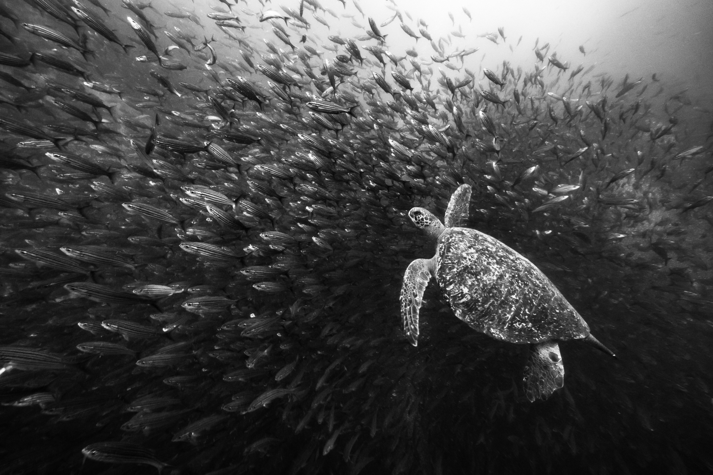 Interview Cristina Mittermeier, photographer and conservationist:  Fine art and saving the world
