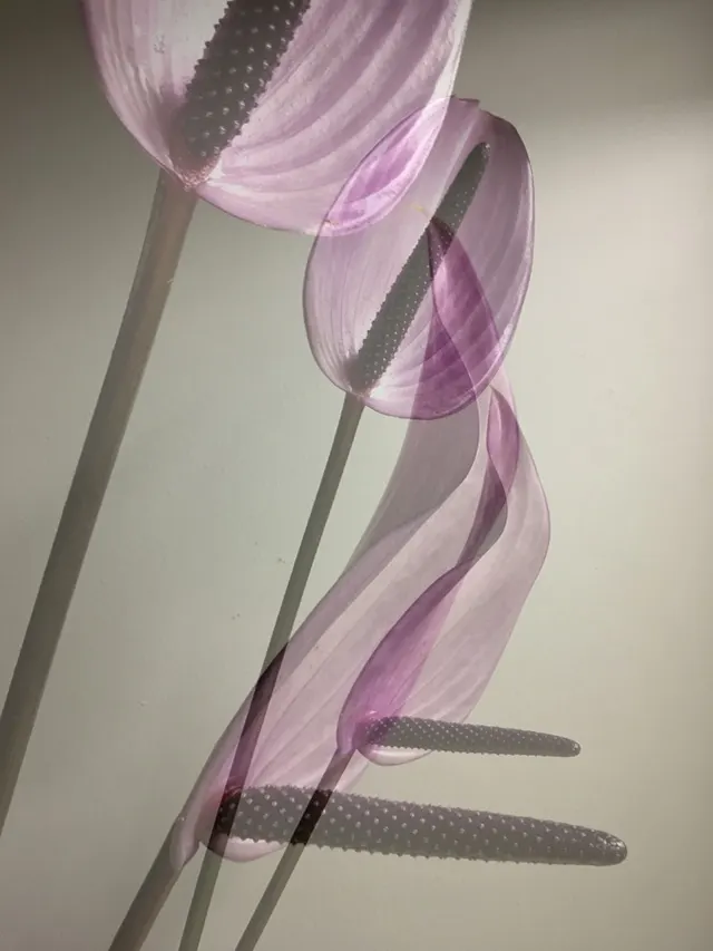 flora