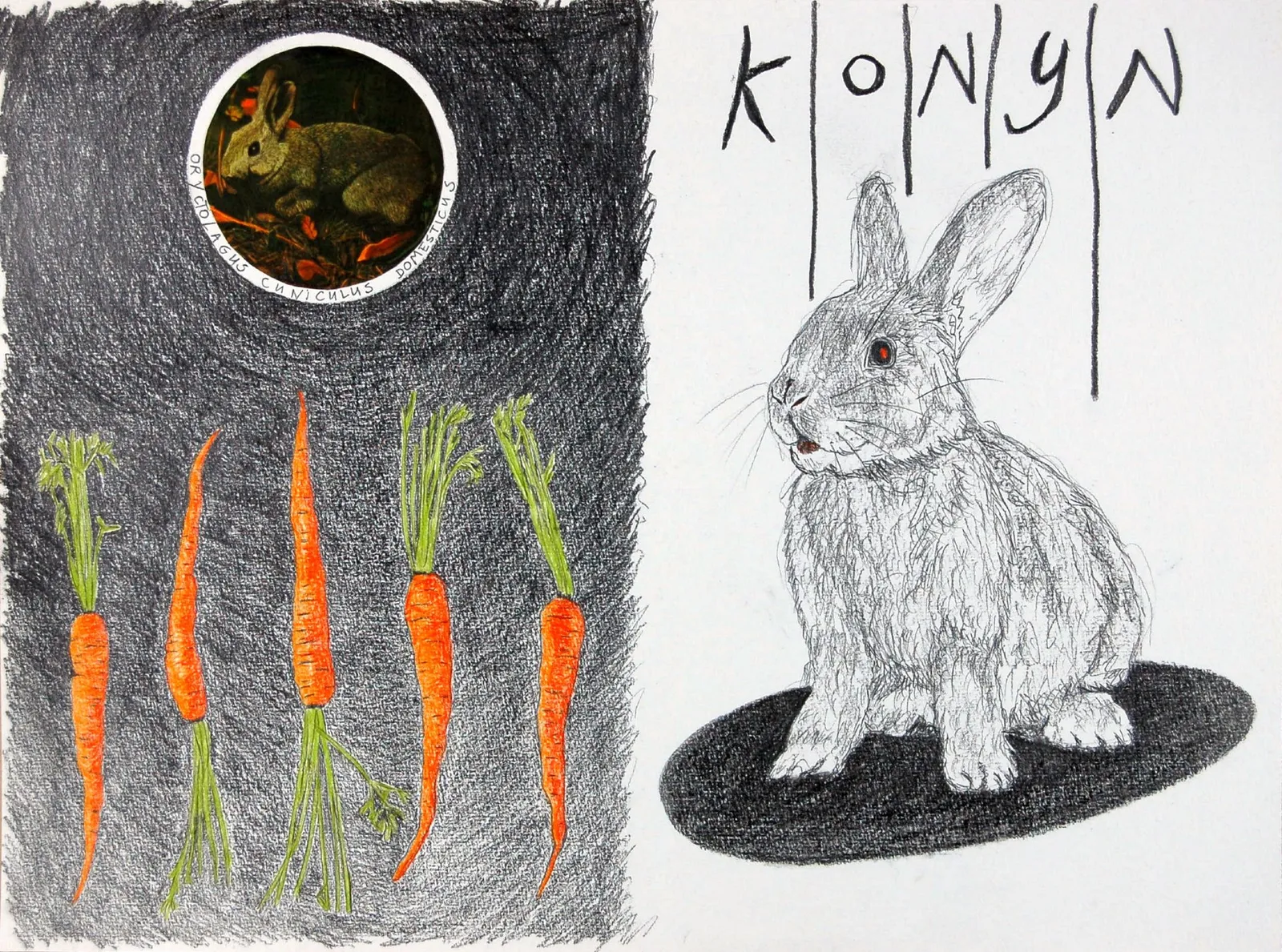 Konijn I Rabbit