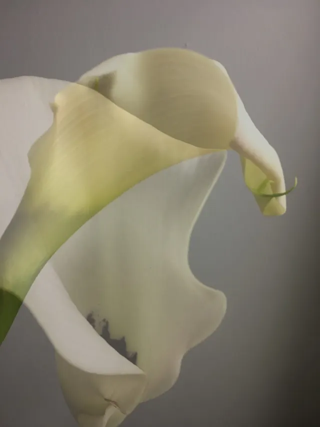 flora