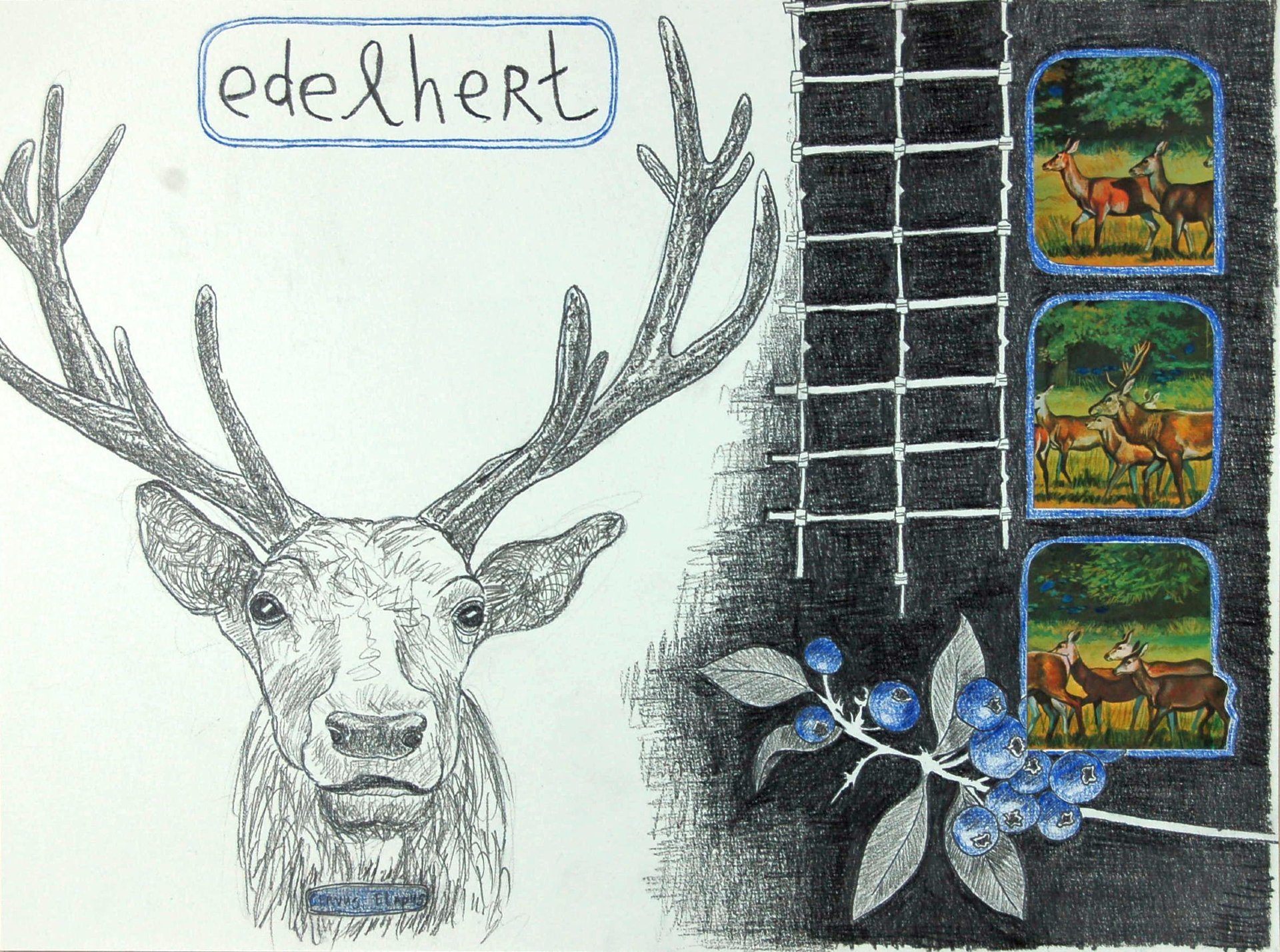Edelhert I Red deer
