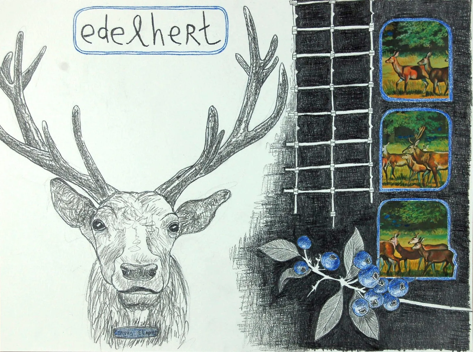 Edelhert I Red deer