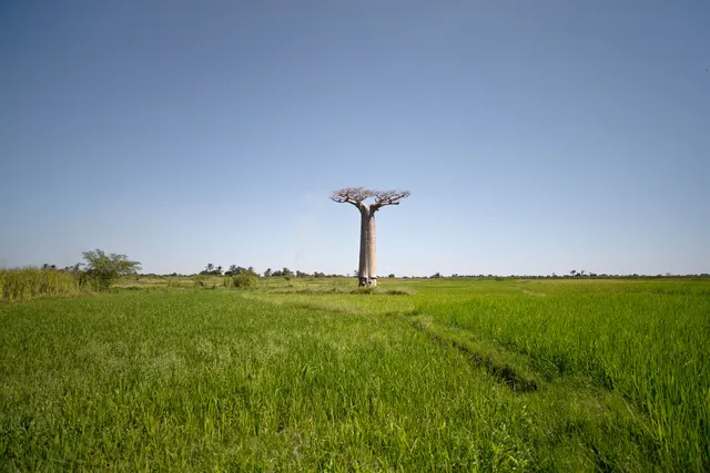 Baobab Tree