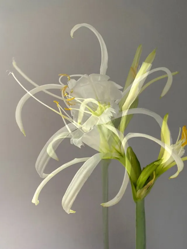 flora