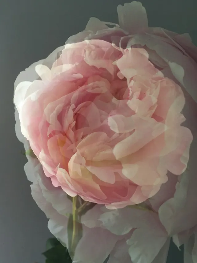 flora