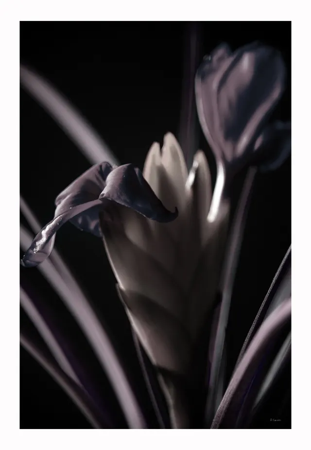 Nocturnal Bromelia