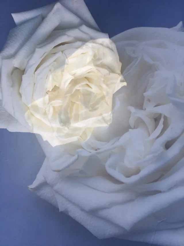 flora