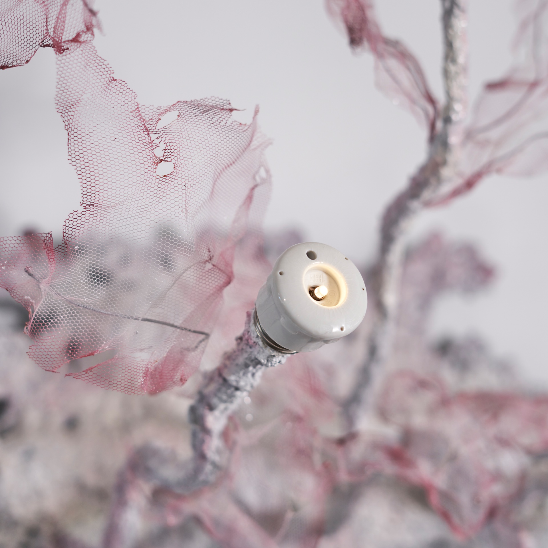 Illuminating Growth