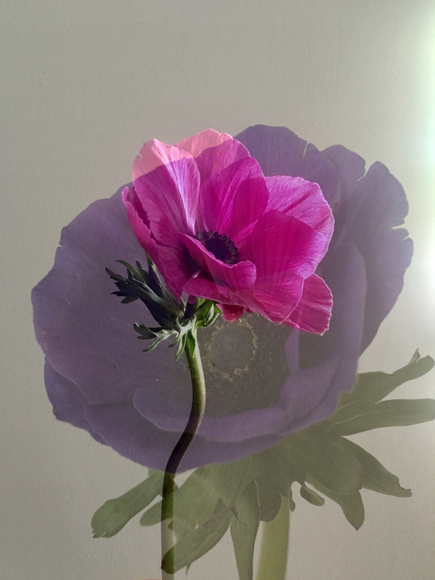 flora