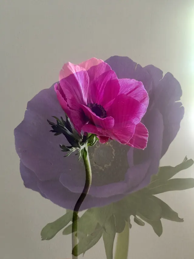 flora