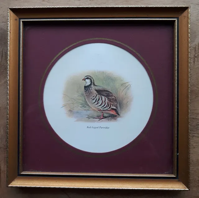 Red Legged Partridge