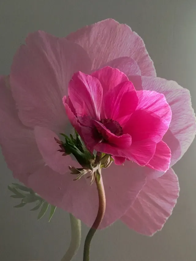flora