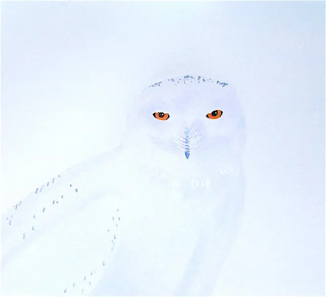 Snowy Owl