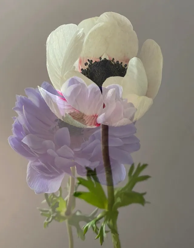 flora