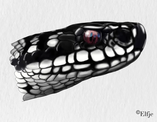 Vipers berus - Adder