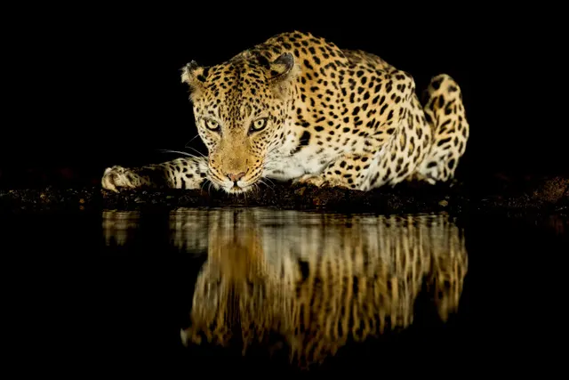 Leopard @ night 1