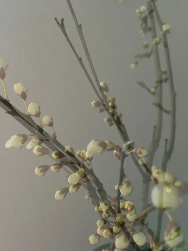 flora