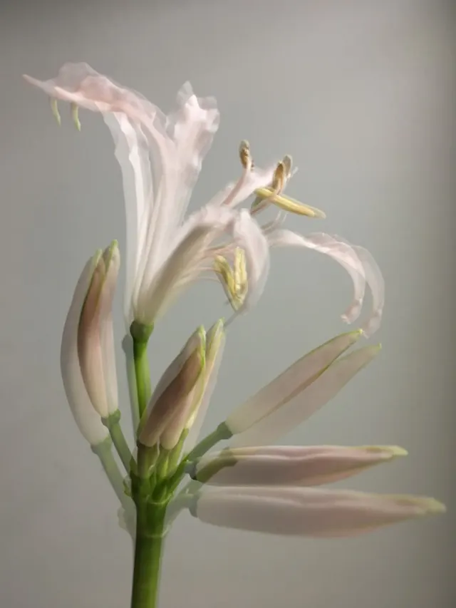 flora