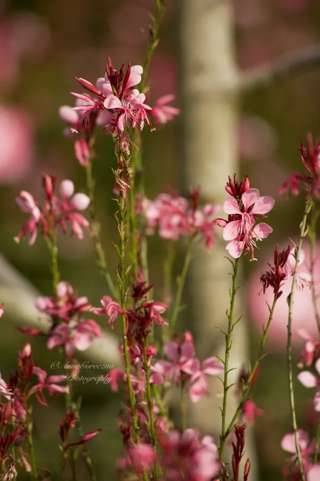 Flower 1