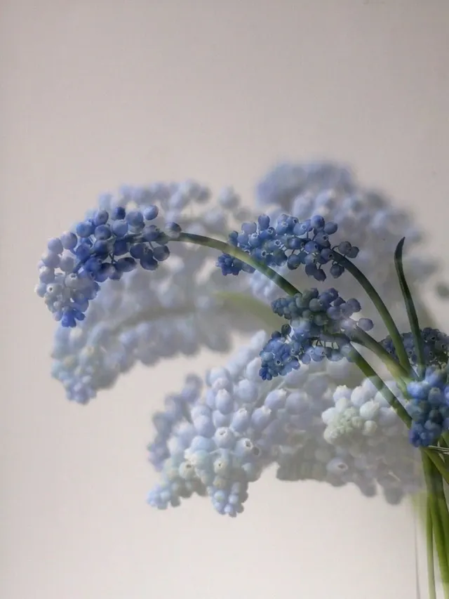 flora
