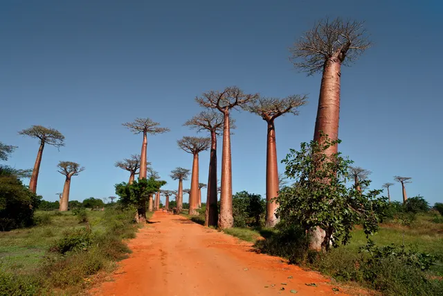 Avenue de Baobab II
