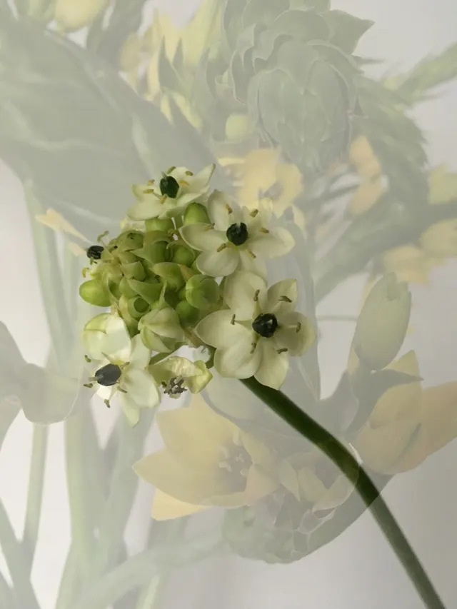flora
