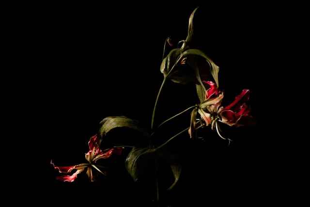 Gloriosa Superba