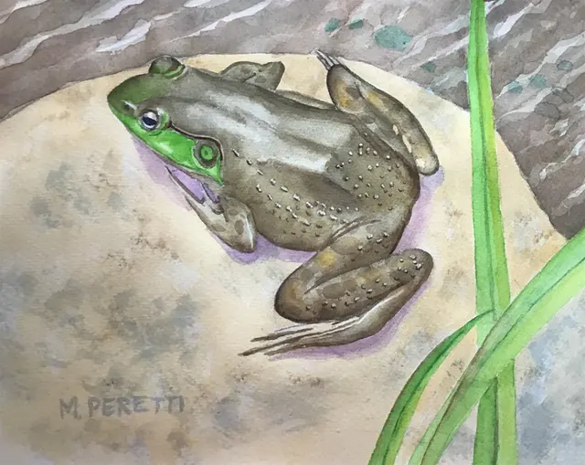 American Bullfrog