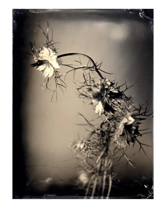 Untitled Ambrotype #31