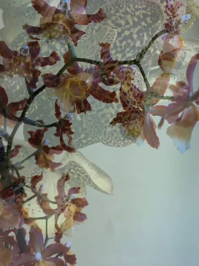 flora