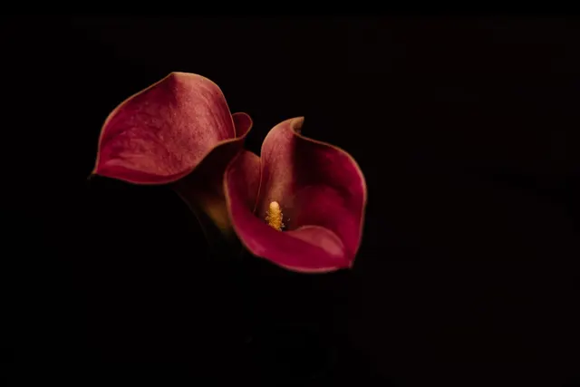 Arum