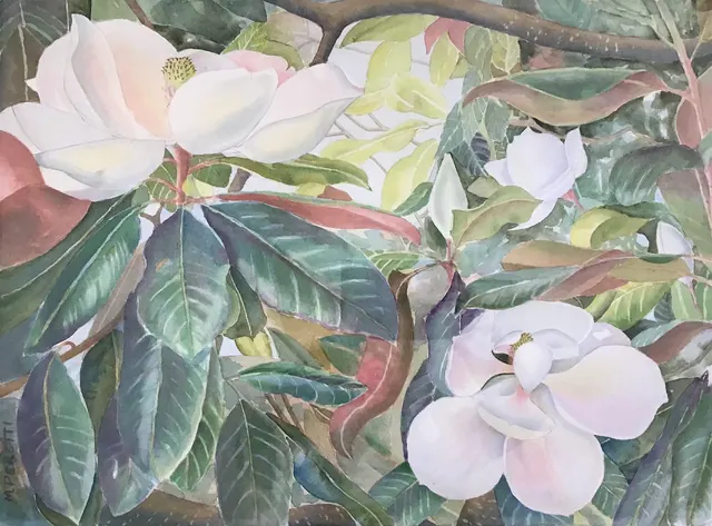 Southern Magnolias