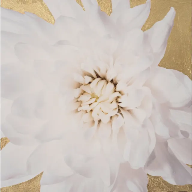 Golden White Chrysanthemum