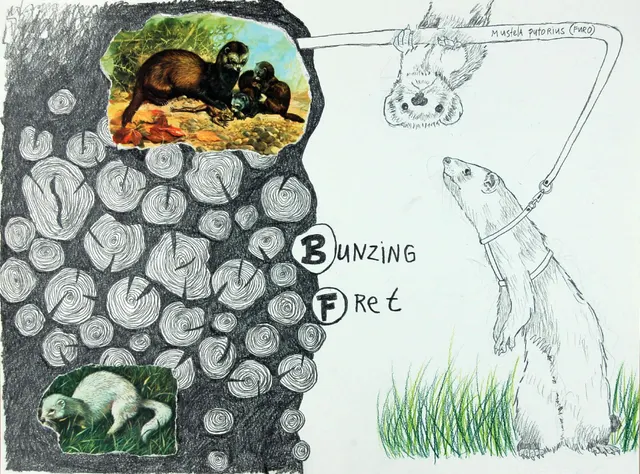 Bunzing & Fret  I  Polecat & Fret