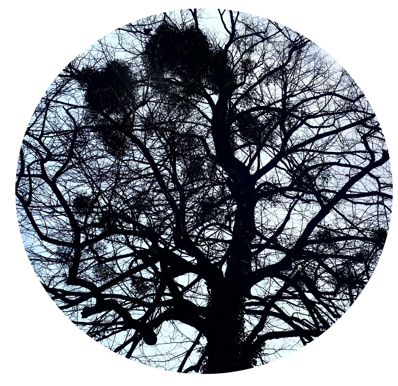TheTree