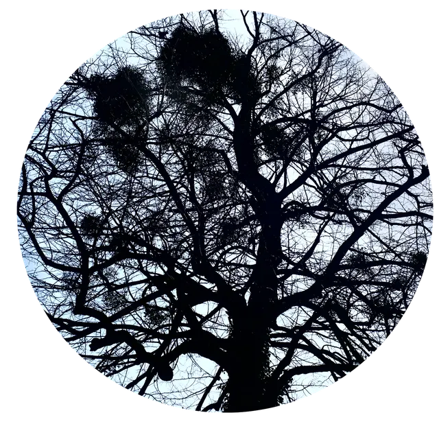 TheTree