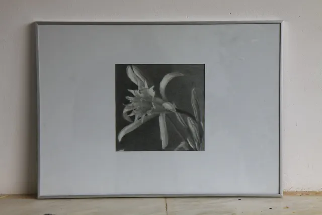 "Hymenocallis festalis", Drawing, Pencil on paper 26 X 27,5 cm, 2018©