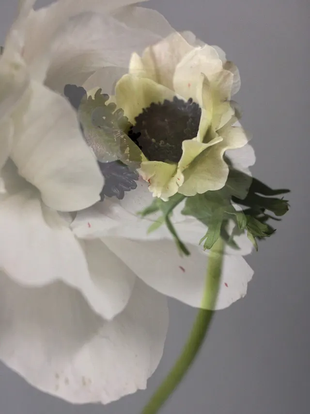 flora