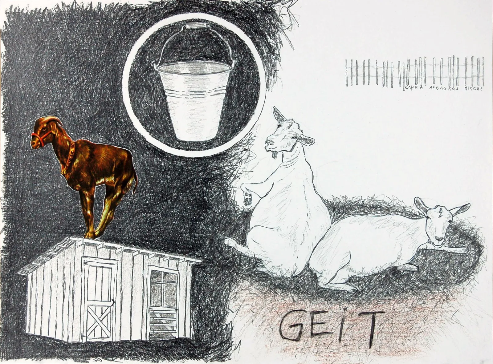 Geit I Goat