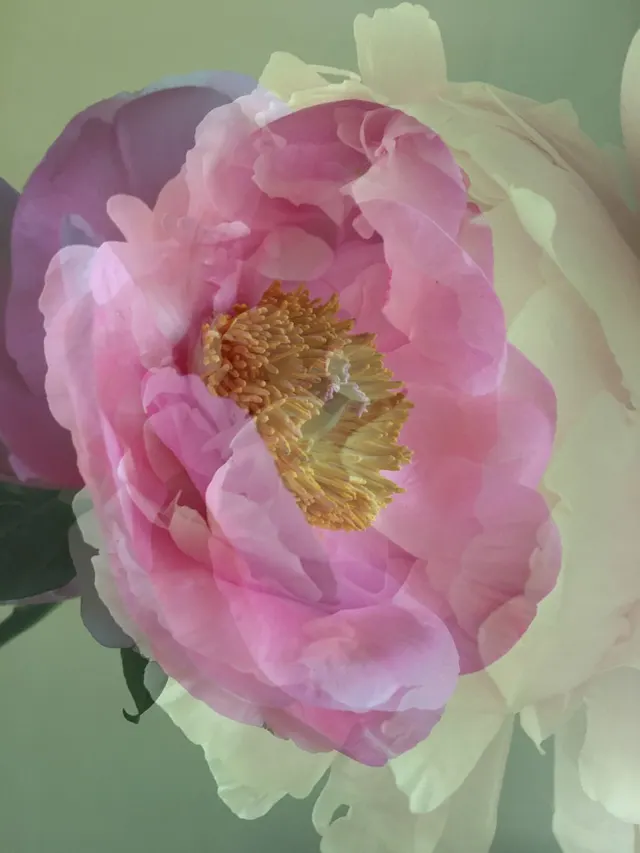 flora