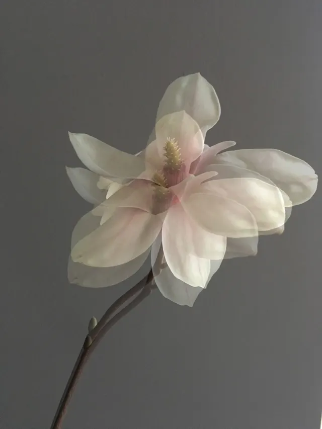flora